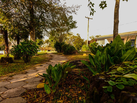 The garden and palms on the way to school.jpg