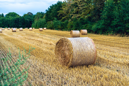 Hay bail harvesting in golden field landscape