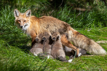Fototapeta premium Red Fox nursing