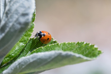 ladybug on a leaf, macro shooting
