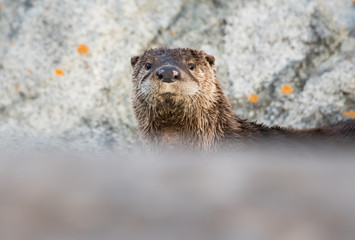 River otter in the wild
