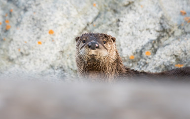 River otter in the wild