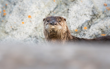 River otter in the wild