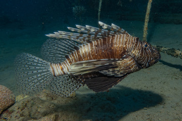 Lion fish in the Red Sea colorful fish, Eilat Israel