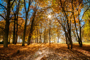 Obraz premium golden trees and a shining sun in Verkiai regional park