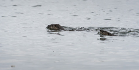 River otter in the wild