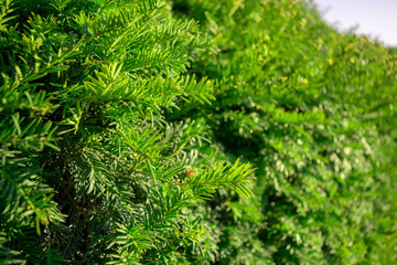 Beautiful pine tree branches background