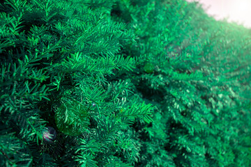 Beautiful Christmas fir tree branches background with sun glare