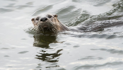 Obraz premium River otter in the wild