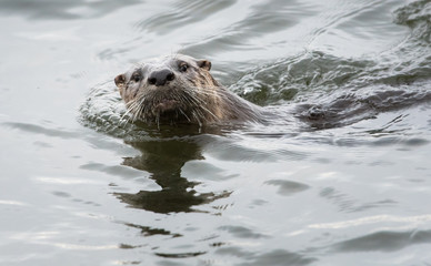 River otter in the wild
