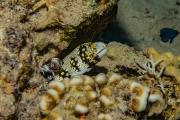 Moray eel Mooray lycodontis undulatus in the Red Sea, eilat israel