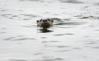 River otter in the wild