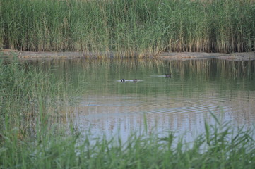 The beautiful bird Common moorhen (Gallinula chloropus) in the natural environment