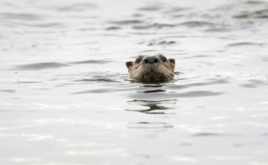 Fototapeta premium River otter in the wild