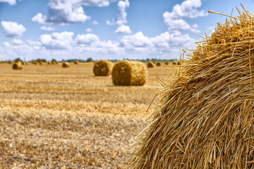 big bales of straw on the harvested field