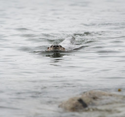 Fototapeta premium River otter in the wild