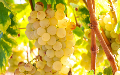 bunch of xarel lo grapes