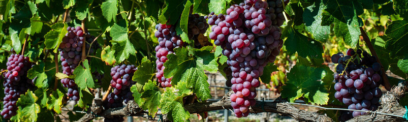 Grape Clusters Groups banner