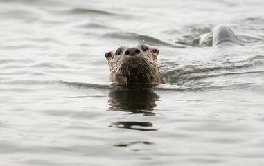 River otter in the wild