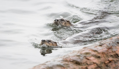 River otter in the wild