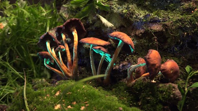 Biofluorescence of the mushrooms in UV lighting.