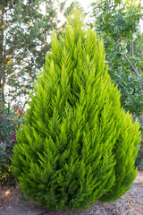 tree in garden