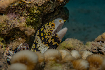 Moray eel Mooray lycodontis undulatus in the Red Sea, eilat israel