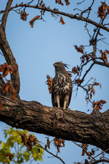 changeable or crested hawk eagle (nisaetus cirrhatus) perched on sky background on a mahua tree at bandhavgarh national park, madhya pradesh, india