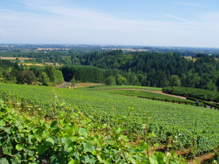 Fototapeta na wymiar wine grape vines in the Willamette Valley, Oregon