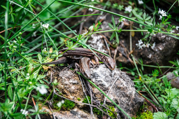 Lizards sunbathe in the sun. Lizard. Forest. Stone. Nature. forest of Russia. Reptiles. Summer days. Background.