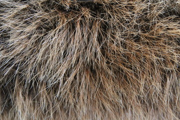 Fur