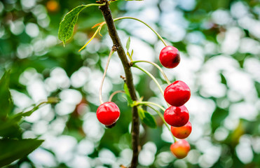 Obraz premium ripe cherries on a tree
