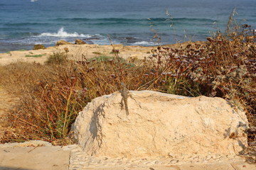 stones lie in a park on the shores of the Mediterranean Sea in the north of the state of Israel