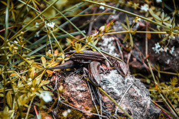 Lizards sunbathe in the sun. Lizard. Forest. Stone. Nature. forest of Russia. Reptiles. Summer days. Background.