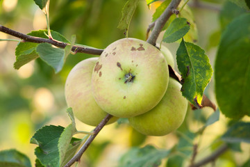 apples in the sunlight on a tree in the garden