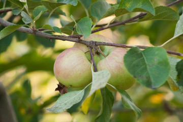 apples in the sunlight on a tree in the garden