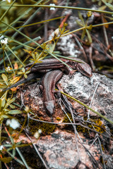 Lizards sunbathe in the sun. Lizard. Forest. Stone. Nature. forest of Russia. Reptiles. Summer days. Background.