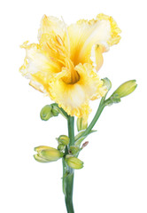 Daylily (Hemerocallis) yellow flower close-up isolated on white background