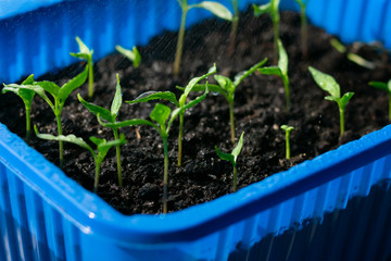 Young green pepper seedlings in blue box with little drops of water on leaves, increasing harvest