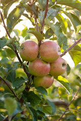 apples in the sunlight on a tree in the garden