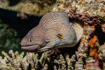 Moray eel Mooray lycodontis undulatus in the Red Sea, eilat israel