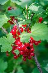 red currants on a bush