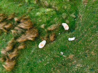Sheep marked with colorful dye grazing in green pastures. Adult sheep and baby lambs feeding in...