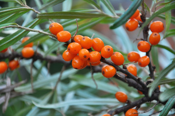 Branch of sea buckthorn with ripe berries