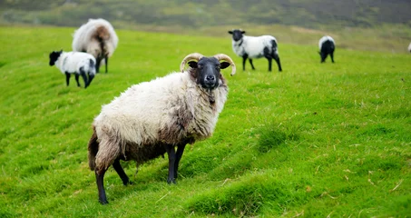 Gordijnen Sheep marked with colorful dye grazing in green pastures. Adult sheep and baby lambs feeding in green meadows of Ireland. © MNStudio