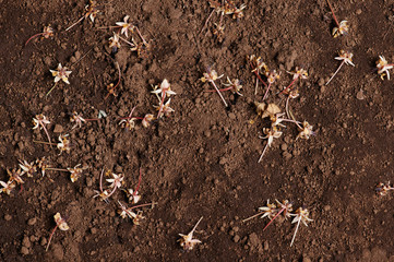 Flowers of cacao plant
