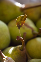 Pear leaf in opposite light.