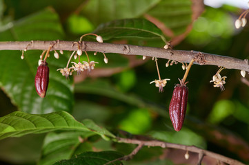 Two young cacao pods