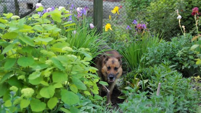dog hiding in the flowers,German shepherd hiding in the garden in flowers and watching