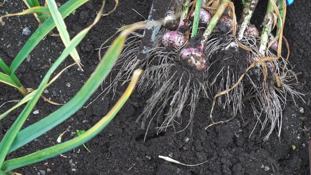 A female gardener using a garden tool digs a fresh crop of garlic from moist soil in a garden bed and carries the bulbs away for storage. Close up.